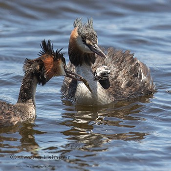  Water Birds 