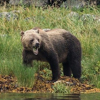  Vancouver island 