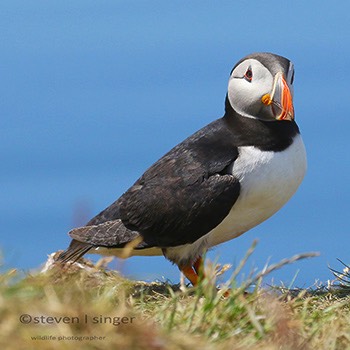  Sea Birds 